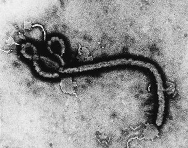 virus2.jpg
