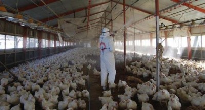 h7n9.jpg