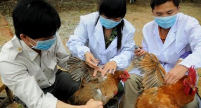 h7n1 6.jpg