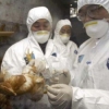 h7n9.jpg