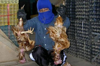 h7n9.jpg
