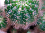 macroIaAe1_01.JPG