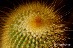 NorthPharDSC_0193.JPG